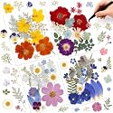 Nuanchu Real Dried Pressed Flowers Wildflowers for Resin Mold Craft DIY