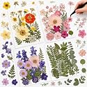 Nuanchu Real Natural Dried Pressed Flowers Greenery for Craft Resin Mold