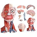 Human Anatomy Muscle Head and Neck Model, 10 Parts, 1:1 Life Size