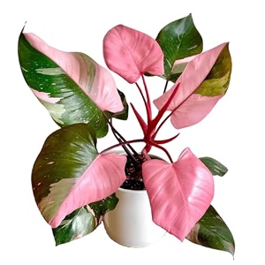 Nursery Plants Live Philodendron Pink Princess -