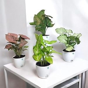 nurturing green indoor plants for living room combo - syngonium - white pink vein pink brown  pack of 4 plants in ivory self watering pots  live plants with pots