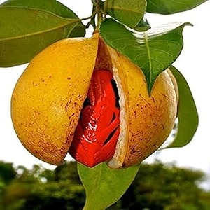 nutmeg live plant jaifaljavitrijaiphalmyristica fragrans dual spice tree for nutmeg amp mace organic aromatic evergreen plant for home garden balcony terrace indooroutdoor amp ayurvedic use