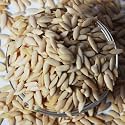 Nutri Desire (Muskmelon Seeds (Kharbooja), 200gm)