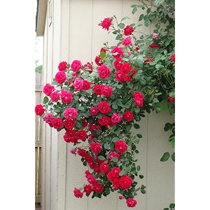 climbing rose flower seeds all season  flowering plants seeds for home and gardening - pack of 70-100 seeds dark hot pink