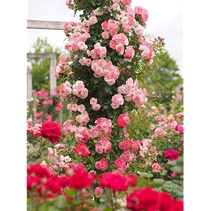 climbing rose flower seeds all season  flowering plants seeds for home and gardening - pack of 70-100 seeds mixed pink