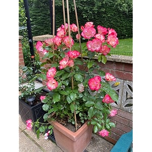 climbing rose flower seeds all season  flowering plants seeds for home and gardening - pack of 70-100 seeds faded pink