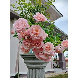 climbing rose flower seeds all season  flowering plants seeds for home and gardening - pack of 70-100 seeds soft pink