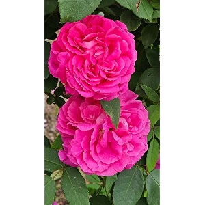 climbing rose flower seeds all season  flowering plants seeds for home and gardening - pack of 70-100 seeds pure pink