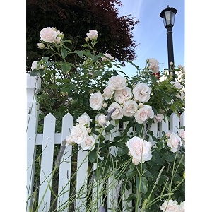 climbing rose flower seeds all season  flowering plants seeds for home and gardening - pack of 70-100 seeds white