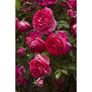 climbing rose flower seeds all season  flowering plants seeds for home and gardening - pack of 70-100 seeds dark pink