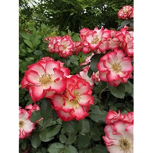 climbing rose flower seeds all season  flowering plants seeds for home and gardening - pack of 70-100 seeds white with pink