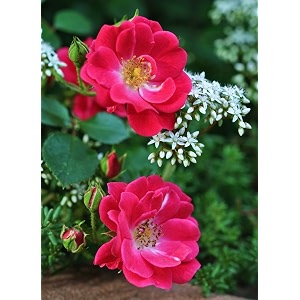 climbing rose flower seeds all season  flowering plants seeds for home and gardening - pack of 70-100 seeds pink dark