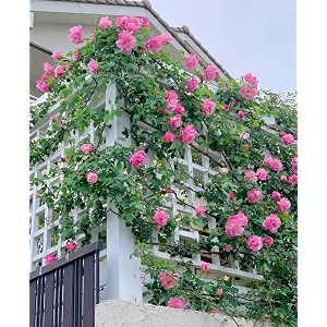 climbing rose flower seeds all season  flowering plants seeds for home and gardening - pack of 70-100 seeds pink shade