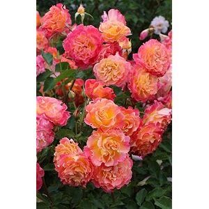 climbing rose flower seeds all season  flowering plants seeds for home and gardening - pack of 70-100 seeds orange pink shaded
