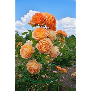 climbing rose flower seeds all season  flowering plants seeds for home and gardening - pack of 70-100 seeds dark peach
