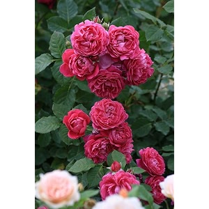 climbing rose flower seeds all season  flowering plants seeds for home and gardening - pack of 70-100 seeds mate pink