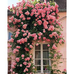 climbing rose flower seeds all season  flowering plants seeds for home and gardening - pack of 70-100 seeds lite pink