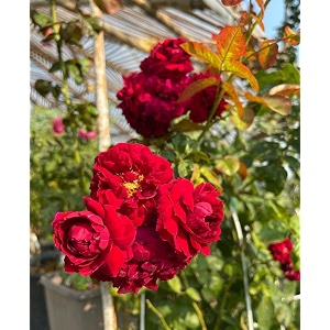 climbing rose flower seeds all season  flowering plants seeds for home and gardening - pack of 70-100 seeds dark red