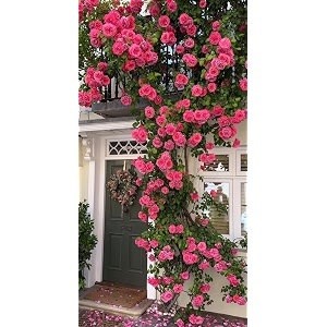 climbing rose flower seeds all season  flowering plants seeds for home and gardening - pack of 70-100 seeds cream with pink