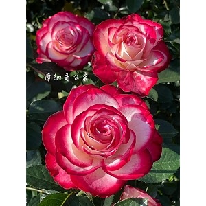 climbing rose flower seeds all season  flowering plants seeds for home and gardening - pack of 70-100 seeds red border pink
