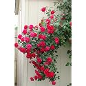 Climbing Rose Flower Seeds All Season | Flowering Plants Seeds for Home and Gardening - Pack of 70-100 seeds (DARK HOT PINK)