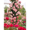 Climbing Rose Flower Seeds All Season | Flowering Plants Seeds for Home and Gardening - Pack of 70-100 seeds (MIXED PINK)