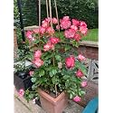 Climbing Rose Flower Seeds All Season | Flowering Plants Seeds for Home and Gardening - Pack of 70-100 seeds (FADED PINK)