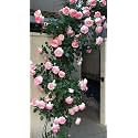 Climbing Rose Flower Seeds All Season | Flowering Plants Seeds for Home and Gardening - Pack of 70-100 seeds (WHITE PINK)