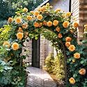 Climbing Rose Flower Seeds All Season | Flowering Plants Seeds for Home and Gardening - Pack of 70-100 seeds (DARK YELLOW)