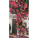 Climbing Rose Flower Seeds All Season | Flowering Plants Seeds for Home and Gardening - Pack of 70-100 seeds (VIOLET)