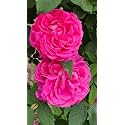 Climbing Rose Flower Seeds All Season | Flowering Plants Seeds for Home and Gardening - Pack of 70-100 seeds (PURE PINK)