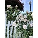 Climbing Rose Flower Seeds All Season | Flowering Plants Seeds for Home and Gardening - Pack of 70-100 seeds (WHITE)