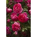 Climbing Rose Flower Seeds All Season | Flowering Plants Seeds for Home and Gardening - Pack of 70-100 seeds (DARK PINK)