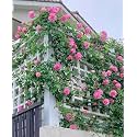 Climbing Rose Flower Seeds All Season | Flowering Plants Seeds for Home and Gardening - Pack of 70-100 seeds (BABY PINK)