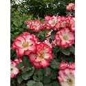 Climbing Rose Flower Seeds All Season | Flowering Plants Seeds for Home and Gardening - Pack of 70-100 seeds (WHITE WITH PINK)