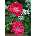 Climbing Rose Flower Seeds All Season | Flowering Plants Seeds for Home and Gardening - Pack of 70-100 seeds (PINK DARK)
