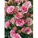 Climbing Rose Flower Seeds All Season | Flowering Plants Seeds for Home and Gardening - Pack of 70-100 seeds (YELLOW)
