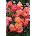 Climbing Rose Flower Seeds All Season | Flowering Plants Seeds for Home and Gardening - Pack of 70-100 seeds (ORANGE PINK SHADED)