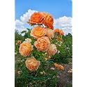 Climbing Rose Flower Seeds All Season | Flowering Plants Seeds for Home and Gardening - Pack of 70-100 seeds (DARK PEACH)