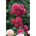 Climbing Rose Flower Seeds All Season | Flowering Plants Seeds for Home and Gardening - Pack of 70-100 seeds (MATE PINK)