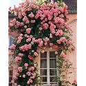 Climbing Rose Flower Seeds All Season | Flowering Plants Seeds for Home and Gardening - Pack of 70-100 seeds (LITE PINK)