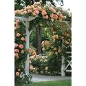 Climbing Rose Flower Seeds All Season | Flowering Plants Seeds for Home and Gardening - Pack of 70-100 seeds (PEACH)