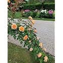 Climbing Rose Flower Seeds All Season | Flowering Plants Seeds for Home and Gardening - Pack of 70-100 seeds (SOFT ORANGE)