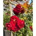 Climbing Rose Flower Seeds All Season | Flowering Plants Seeds for Home and Gardening - Pack of 70-100 seeds (DARK RED)