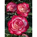 Climbing Rose Flower Seeds All Season | Flowering Plants Seeds for Home and Gardening - Pack of 70-100 seeds (RED BORDER PINK)