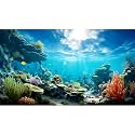 Ocean Floor Fish Tank Background Underwater Coral Reef Stone Aquarium Background Under Water Seaweed Background Cave Sunlight Fish Tank Backdrop Decoration Aquarium Backdrop Durable Vinyl 48x18in