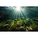 Ocean Floor Fish Tank Background Underwater Stone Aquarium Background Seaweed Branches Sunlight Fish Tank Backdrop Decoration Mysterious Aquarium Backdrop Durable Vinyl 30x18in