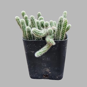 ohhsome cactus plant echinopsis chamaecereus evergreen indooroutdoor for home amp garden healthy live plant