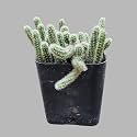 OhhSome Cactus Plant Echinopsis Chamaecereus) Evergreen Indoor|Outdoor For Home &amp; Garden (Healthy Live Plant)