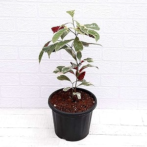 ohhsome chinese croton house plant excoecaria chinese croton healthy live plant